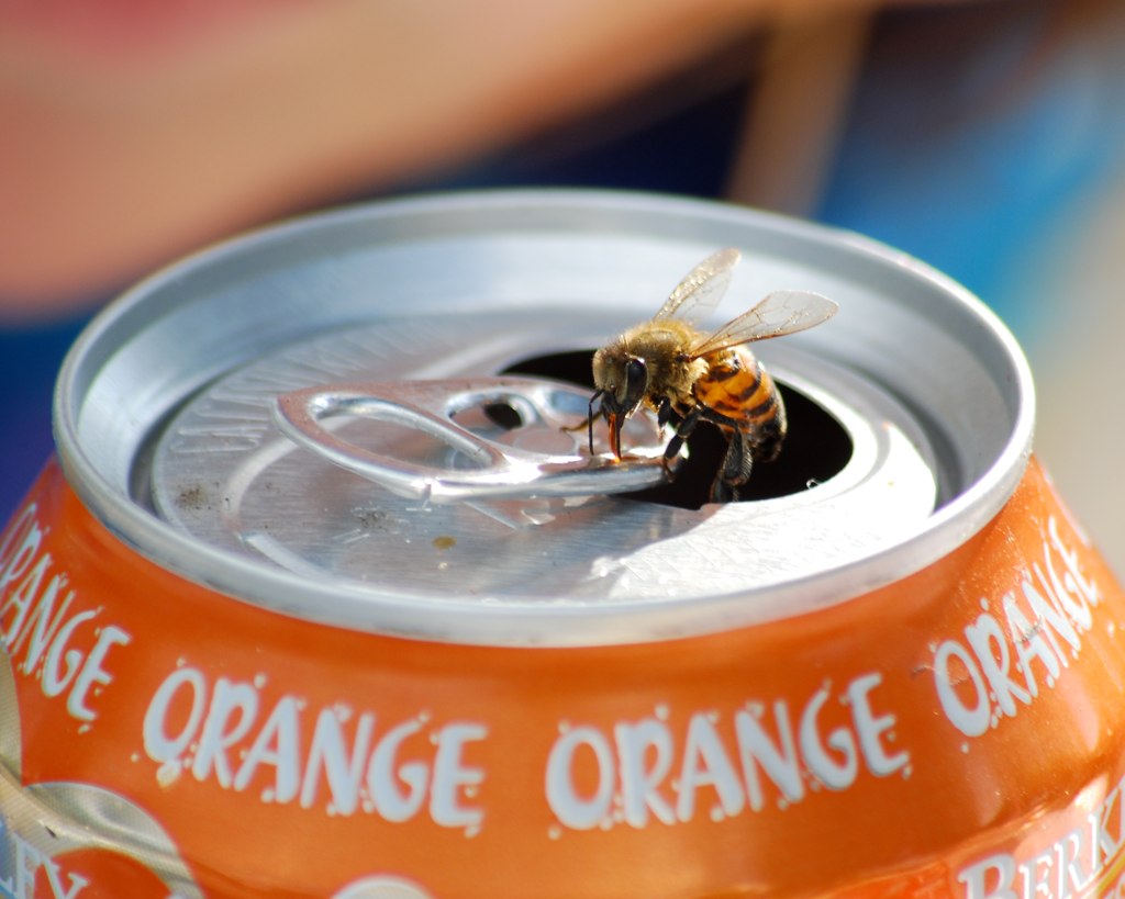 The Hidden Dangers of Insects in Canned Drinks